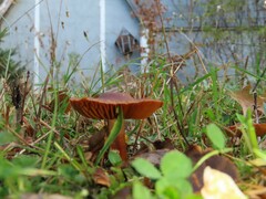 Cortinarius sanguineus
