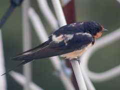 Hirundo rustica erythrogaster