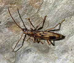 Phoracantha synonyma