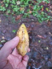 Passiflora tarminiana