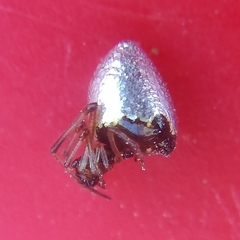 Argyrodes antipodianus