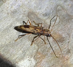 Phoracantha synonyma