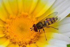 Eupeodes corollae