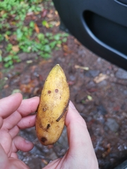 Passiflora tarminiana