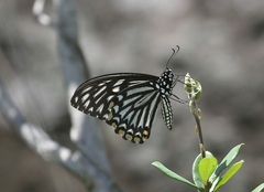Papilio clytia