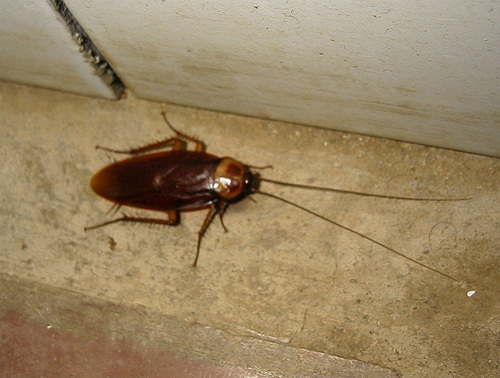 American Cockroach
