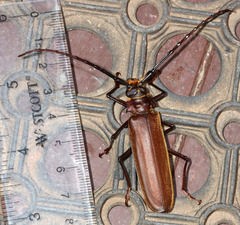 Orthomegas cinnamomeus