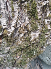 Orthotrichum diaphanum