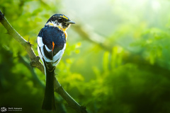 Pericrocotus erythropygius