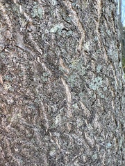 Hyperphyscia adglutinata