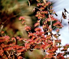 Combretum microphyllum