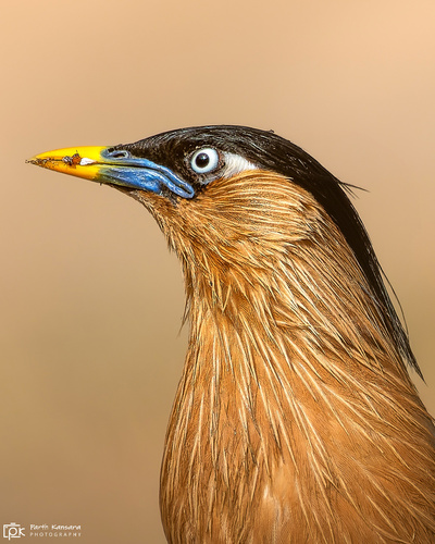 Brahminy Starling (Sturnia pagodarum), photo 6