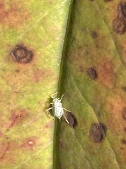 Macrosiphum albifrons