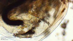 Simocephalus exspinosus