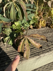 Macrosiphum albifrons