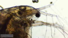 Simocephalus exspinosus