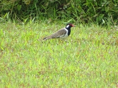 Vanellus indicus
