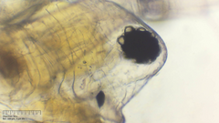 Simocephalus exspinosus