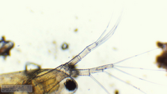 Simocephalus exspinosus