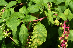 Pokeweed mosaic virus