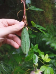 Passiflora tarminiana