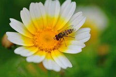 Eupeodes corollae