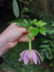Passiflora tarminiana