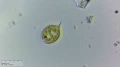 Phacus monilatus