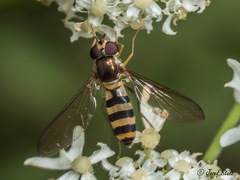 Meliscaeva cinctella