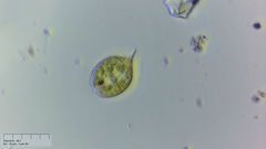 Phacus monilatus