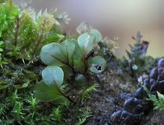 Rhizomnium punctatum