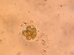 Sphaerocystis