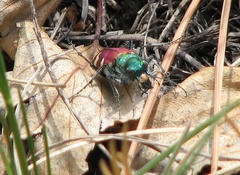 Cicindela coerulea nitida