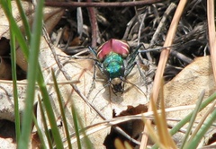 Cicindela coerulea nitida