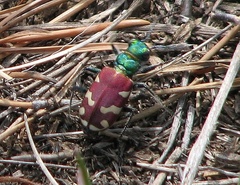 Cicindela coerulea nitida