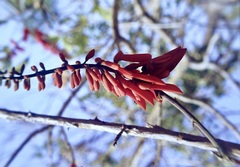 Erythrina poeppigiana