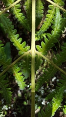 Blotiella