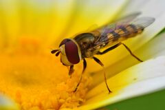 Eupeodes corollae