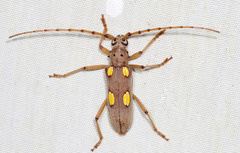 Eburia pedestris