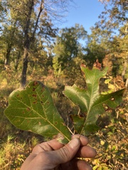 Quercus marilandica