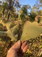 Quercus marilandica