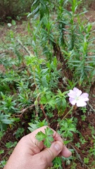 Geranium schiedeanum