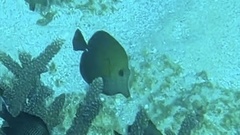 Zebrasoma scopas