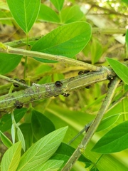 Pterygota