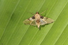 Azochis