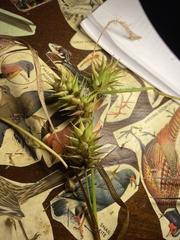 Carex louisianica