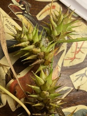 Carex louisianica