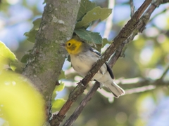 Setophaga occidentalis