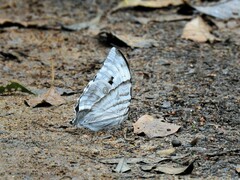 Zeuxidia aurelius aurelius