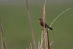 Sporophila